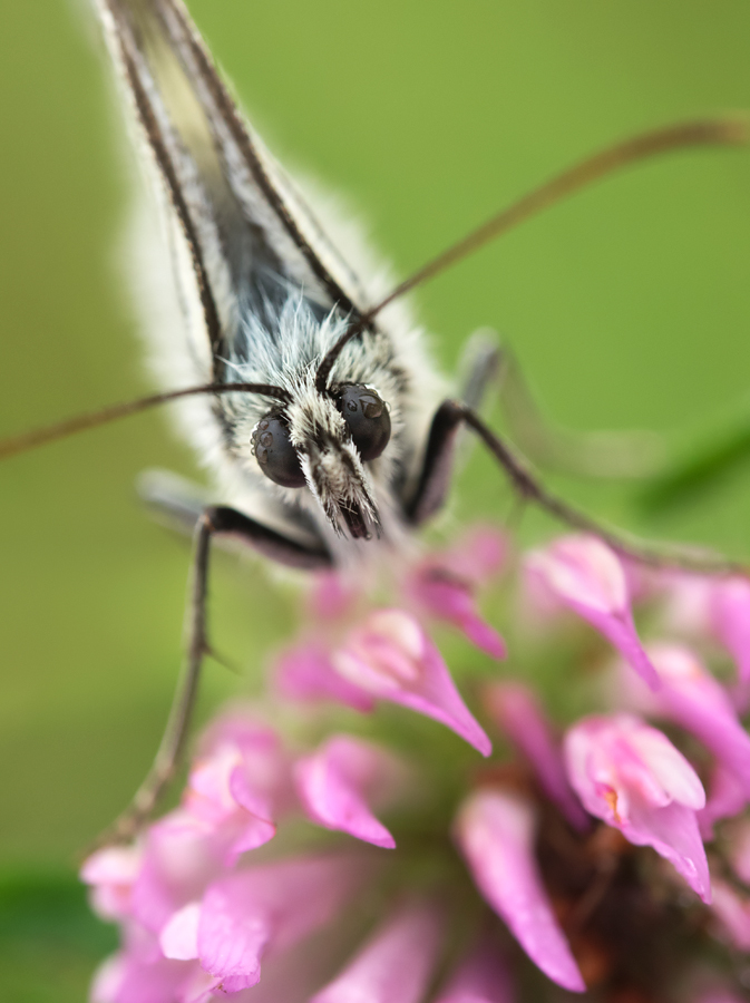 Marbled White 7